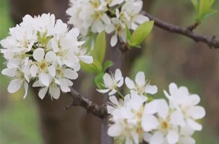 六枝岩脚镇那洒村：蜂糖李绽开“致富花”，产业带出“甜日子”