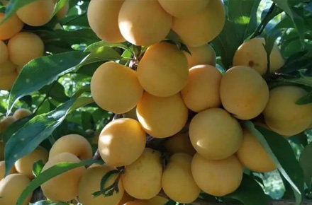 昂贵极品水果“蜂糖李”，高产“秘诀”来了！这就是独一无二