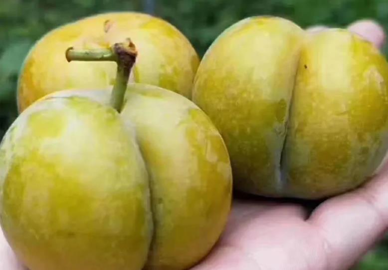 蜂糖李为什么这么贵？来看看它的故事